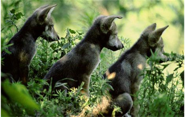 WolfPack